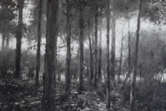 A-walk-through-Blean-Woods-10