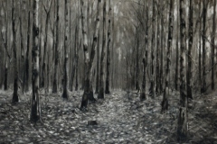 A-walk-through-Blean-Woods-17