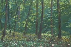 A-walk-through-Blean-Woods-5